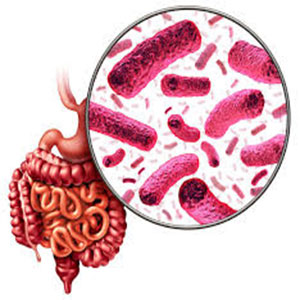 Les bactéries intestinales peuvent être liées au diabète de type 2